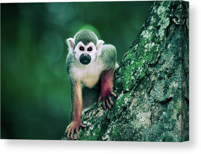 Monkey Canvas Print featuring the photograph Cute Monkey On The Tree Art by Wall Art Prints