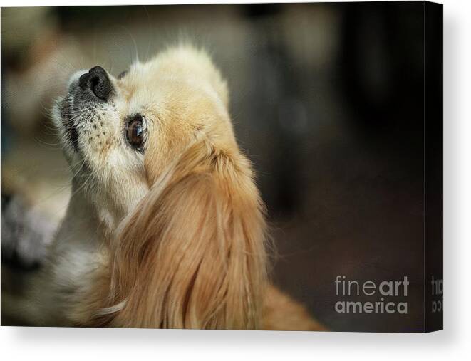 Dog Canvas Print featuring the photograph Cutie by Eva Lechner