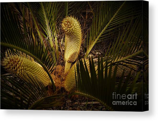 Toodyay Canvas Print featuring the photograph Cycad by Cassandra Buckley