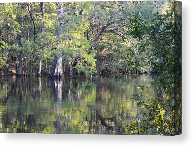 Cypress And Color 2 Canvas Print featuring the photograph Cypress and Color 2 by Warren Thompson