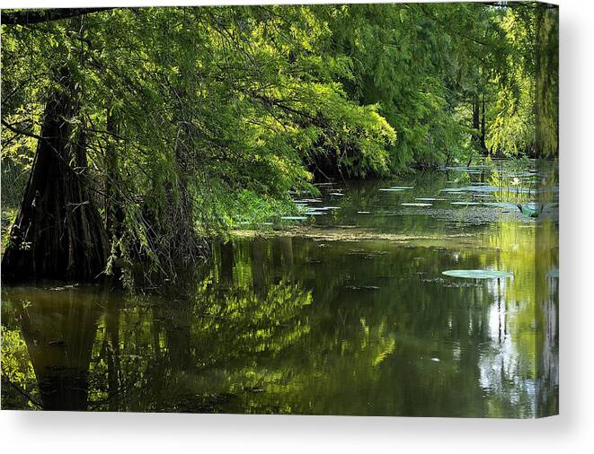 Trees Canvas Print featuring the photograph Cypress Garden by Iris Greenwell