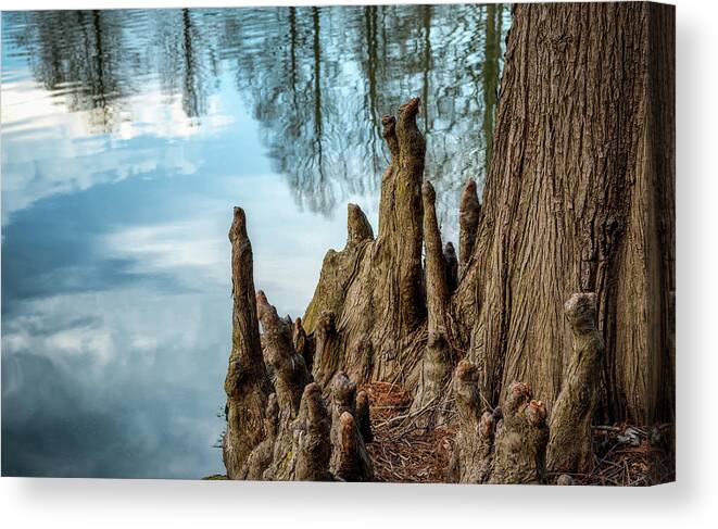 Cupressaceae Canvas Print featuring the photograph Cypress Knees by James Barber