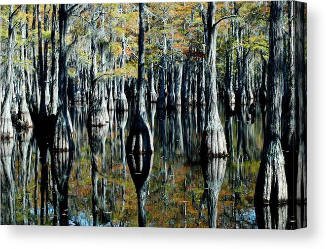 Tree Canvas Print featuring the photograph Cypress Reflections by David Weeks
