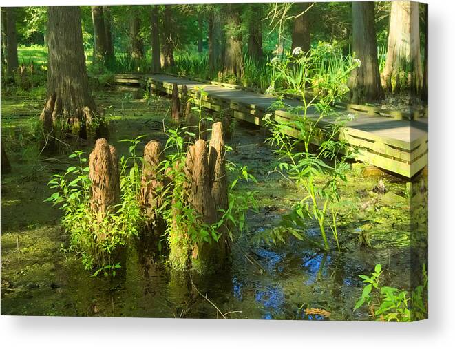 Tree Canvas Print featuring the photograph Cypress Swamp 2 by Amanda Jones