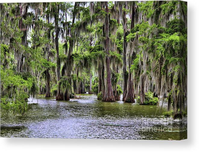Lake Martin Canvas Print featuring the photograph Cypress Trees Swamps Louisiana by Chuck Kuhn