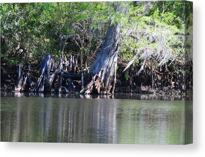 Cypress Waterscape - Light Canvas Print featuring the photograph Cypress Waterscape by Warren Thompson