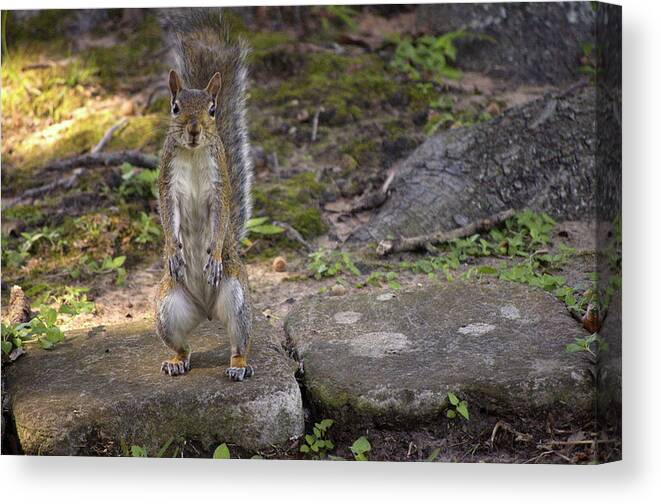 Squirrel Canvas Print featuring the photograph Daddy Jr by Frances Ann Hattier