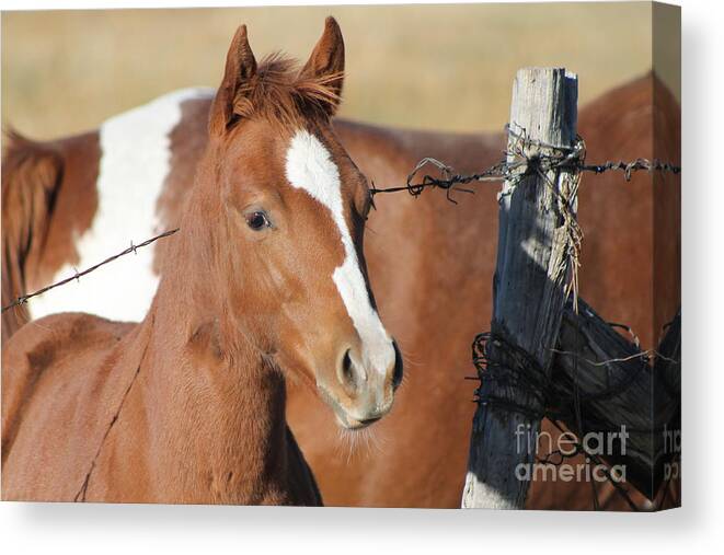 Colt Canvas Print featuring the photograph Daddys Home by Pamela Walrath