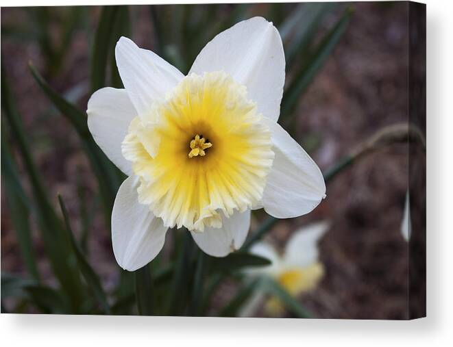 Daffodil Canvas Print featuring the photograph Daffodil at Black Creek by Jeff Severson