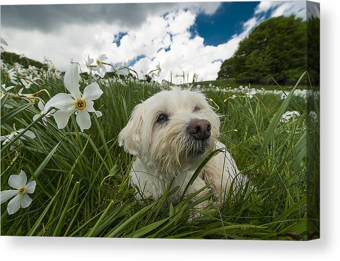 Narcisi Canvas Print featuring the photograph Daffodils White Blossoming With Little White Lilly 5 by Enrico Pelos