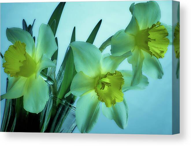 Daffodils Canvas Print featuring the photograph Daffodils2 by Loni Collins