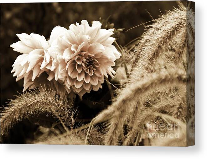 Flora Canvas Print featuring the photograph Dahlia After A Shower by Marcia Lee Jones