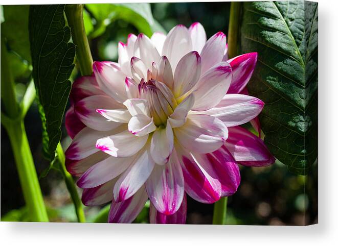 Bellingham Canvas Print featuring the photograph Dahlia Delighted by Judy Wright Lott