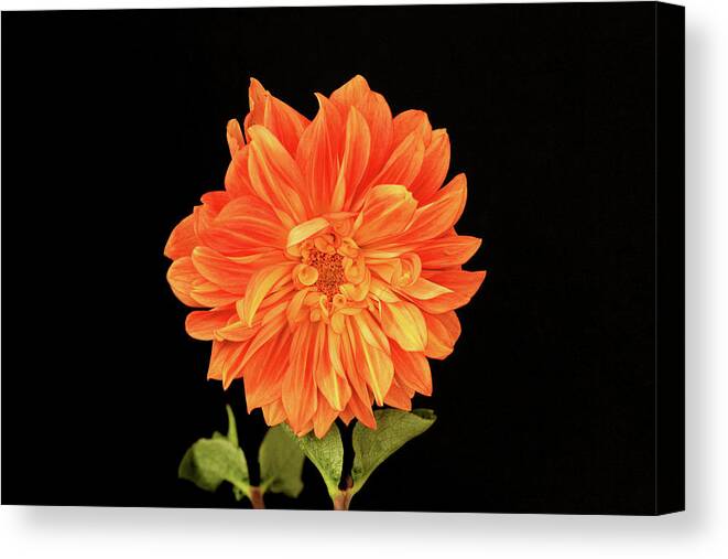 Dahlia Canvas Print featuring the photograph Dahlia in Orange by Cheryl Day