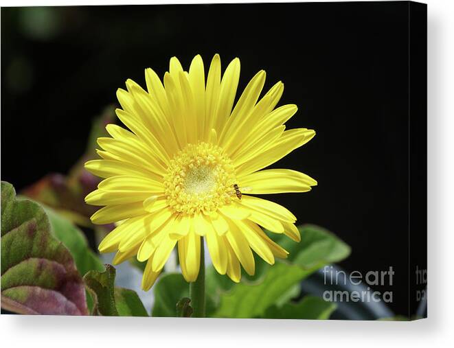Daisy Canvas Print featuring the photograph Daisy and Pollinator by Robert E Alter Reflections of Infinity
