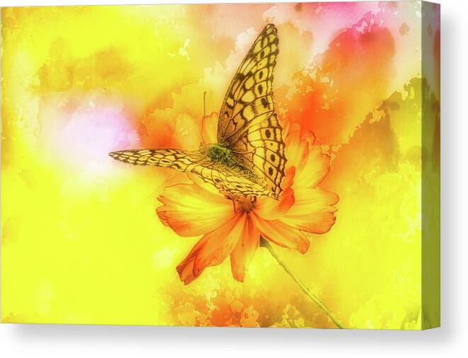Flower Canvas Print featuring the photograph Daisy for a Butterfly by Ches Black