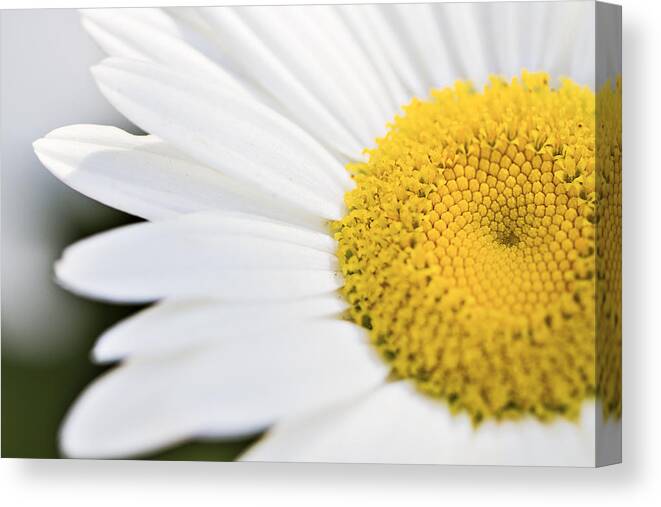 Daisy Canvas Print featuring the photograph Daisy by Marlo Horne