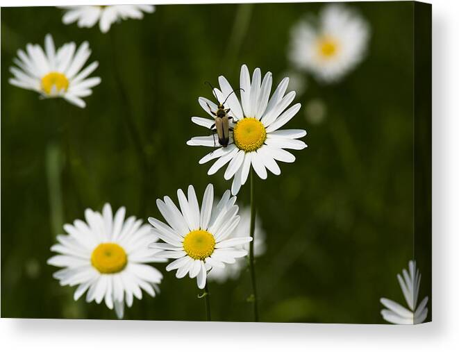  Canvas Print featuring the photograph Daisy visitor by Dan Hefle