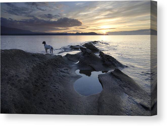 Gulf Islands Canvas Print featuring the photograph Dalmation Looking out to Sea by Kevin Oke