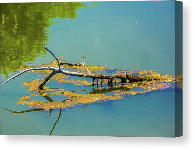 Barr Lake Canvas Print featuring the photograph Damselfly on a Branch On A Lake by Tom Potter