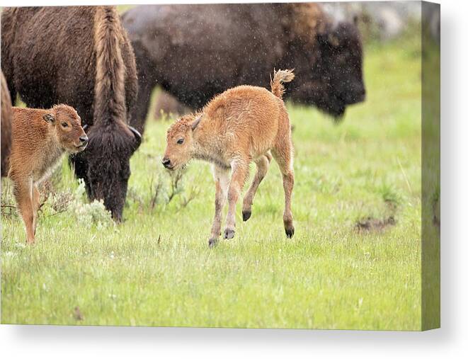Bison Canvas Print featuring the photograph Dance in the Rain by Eilish Palmer