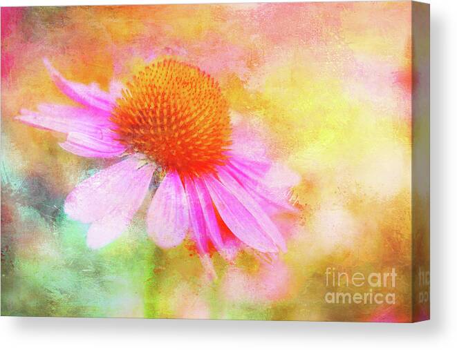 Coneflower Canvas Print featuring the photograph Dancing Coneflower Abstract by Anita Pollak