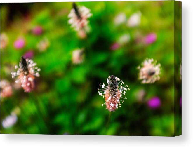 English Plantain Canvas Print featuring the photograph Dancing wildflowers by Chris Bordeleau