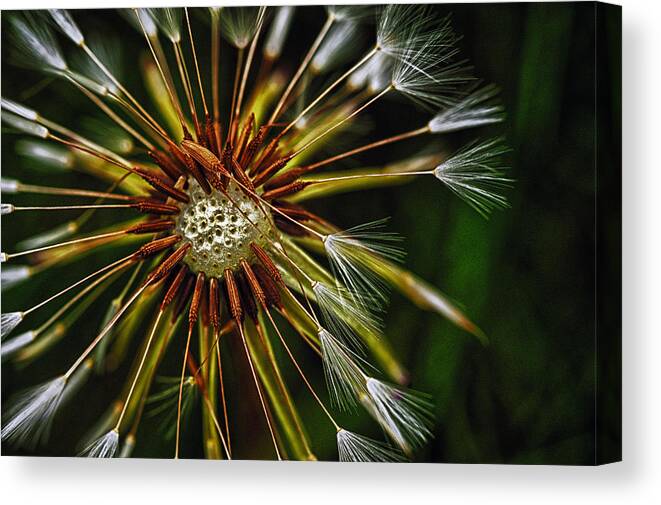 Flowers Canvas Print featuring the photograph Dandelion Puff by Dick Pratt