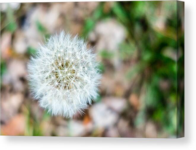 Connected Canvas Print featuring the photograph Dandelion Seed Head by SR Green