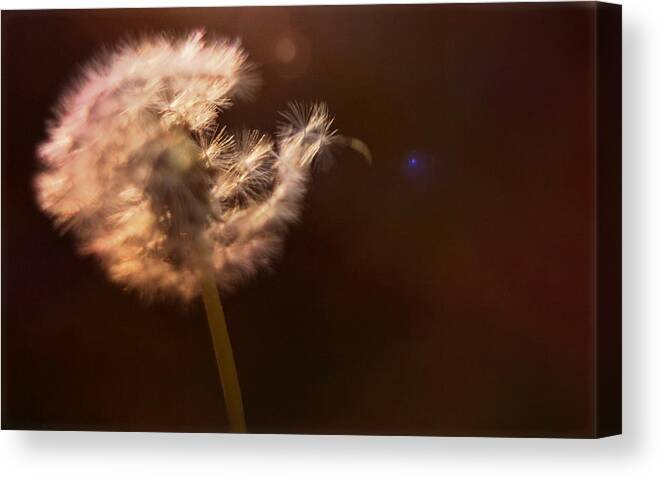Dandelion Puff Canvas Print featuring the mixed media Dandelion by Stephanie Hollingsworth
