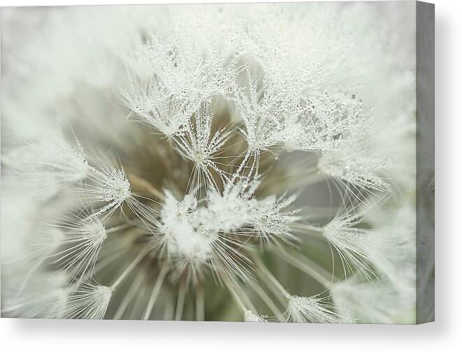 Background Canvas Print featuring the photograph Dandelion with droplets I by Paulo Goncalves