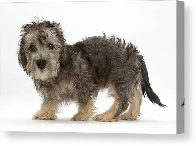 Nature Canvas Print featuring the photograph Dandy Dinmont Terrier And Puppy by Mark Taylor