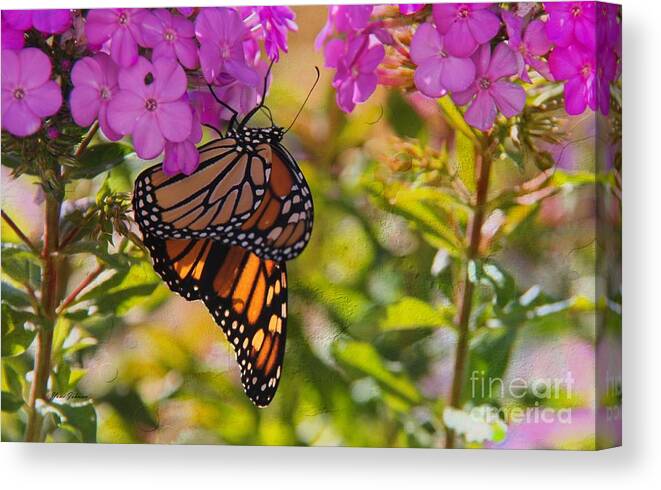 Monarch Canvas Print featuring the photograph Dangling Monarch  by Yumi Johnson