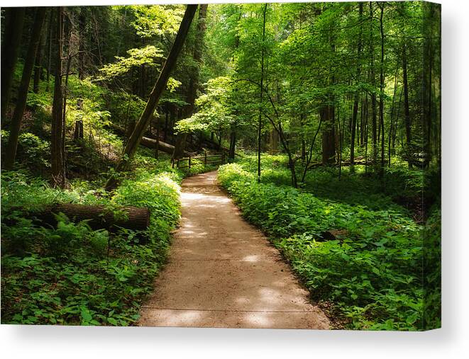 Dappled Forest Magic Canvas Print featuring the photograph Dappled Forest Magic by Rachel Cohen