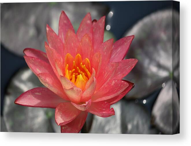  Canvas Print featuring the photograph Dappled Lily on Silver Pads by Ron Monsour