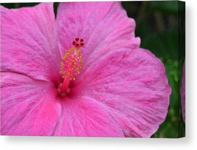 Flower Canvas Print featuring the photograph Dark Pink Hibiscus 1 by Amy Fose