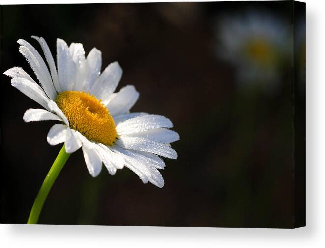 Daisy Canvas Print featuring the photograph Dasies by Tingy Wende