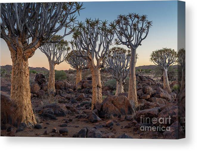 Africa Canvas Print featuring the photograph Dawn and Quiver Trees-Namibia by Sandra Bronstein