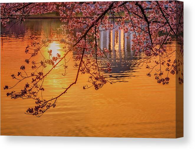 Cherry Blossom Festival Canvas Print featuring the photograph Dawn At The Jefferson Memorial by Susan Candelario