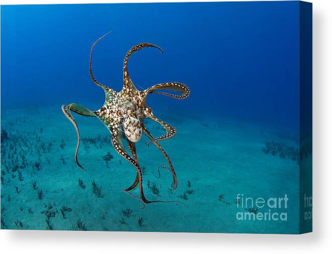Animal Art Canvas Print featuring the photograph Day Octopus by Dave Fleetham - Printscapes