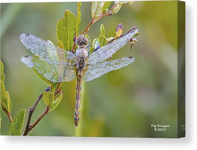 Dragonfly Canvas Print featuring the photograph Daylight Diamonds by Peg Runyan
