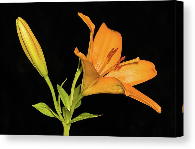 Beautiful Canvas Print featuring the photograph Daylily Jewel by Dawn Currie