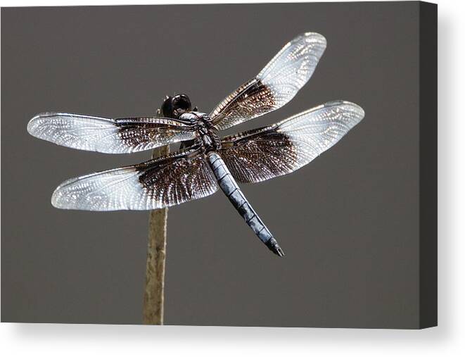 Nature Canvas Print featuring the photograph Dazzling Dragonfly by Sheila Brown
