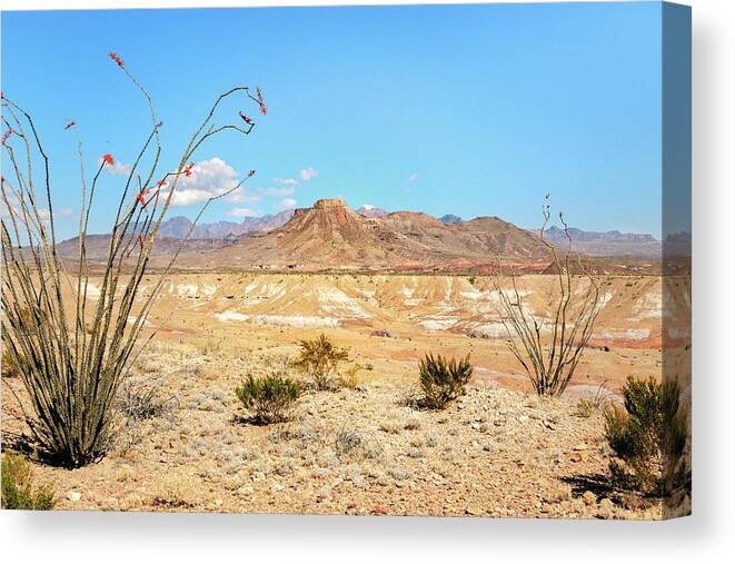 Big Bend National Park Canvas Print featuring the photograph Dead Sticks Bloom by Sylvia J Zarco