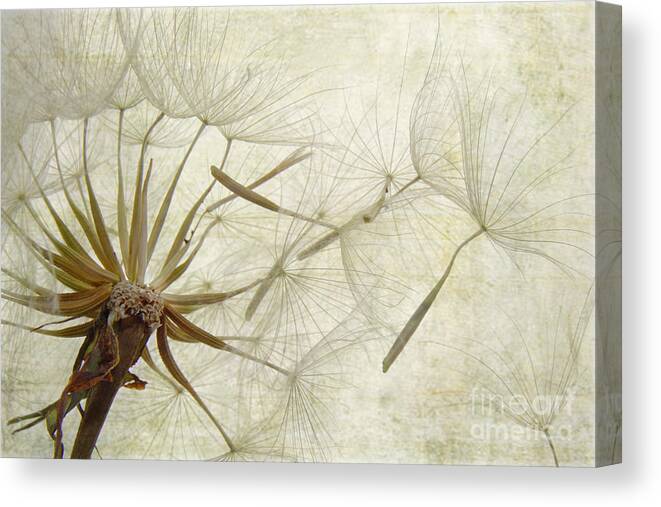 Dandelion Canvas Print featuring the photograph Dearly Departed by Jan Piller