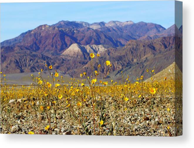 Superbloom 2016 Canvas Print featuring the photograph Death Valley Superbloom 405 by Daniel Woodrum