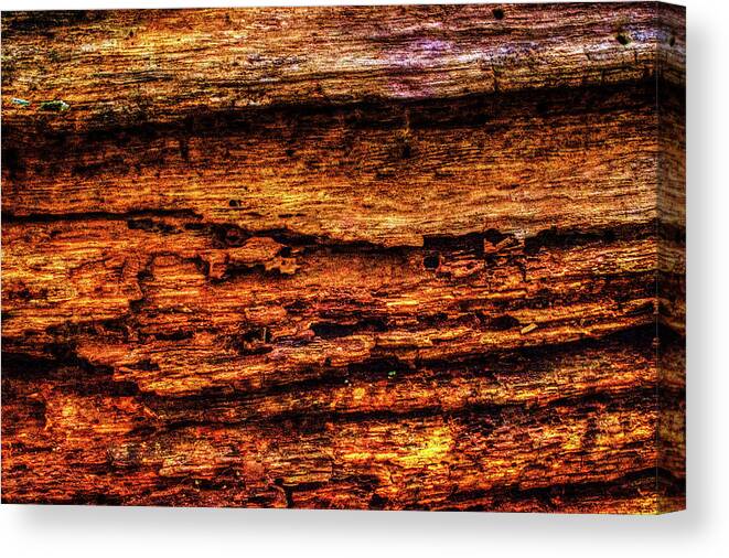 Illinois Canvas Print featuring the photograph Decomposing Fallen Tree Trunk Detail by Roger Passman