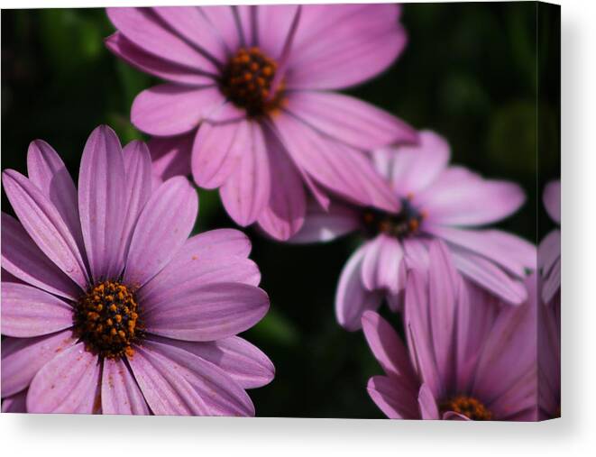 Deep Violet Purple African Daisy Canvas Print featuring the photograph Deep Violet Purple African Daisy by Colleen Cornelius