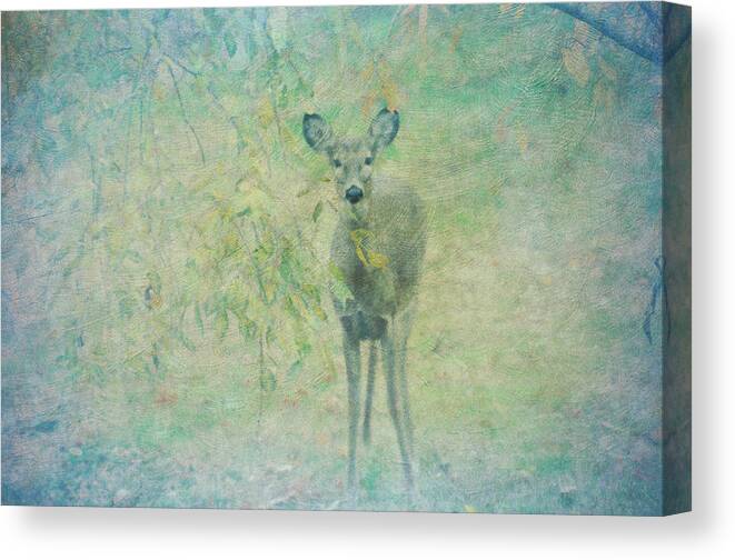 Deer Canvas Print featuring the photograph Deer Abby by Bill Cannon