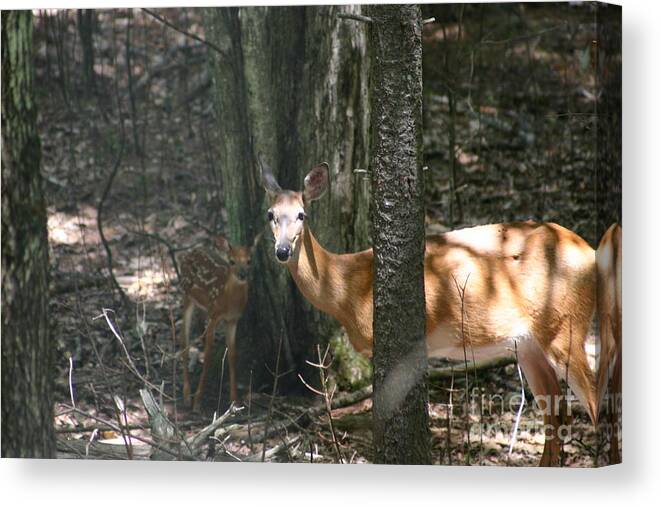 Deer Canvas Print featuring the photograph Deer and fawn in the woods by David Bishop